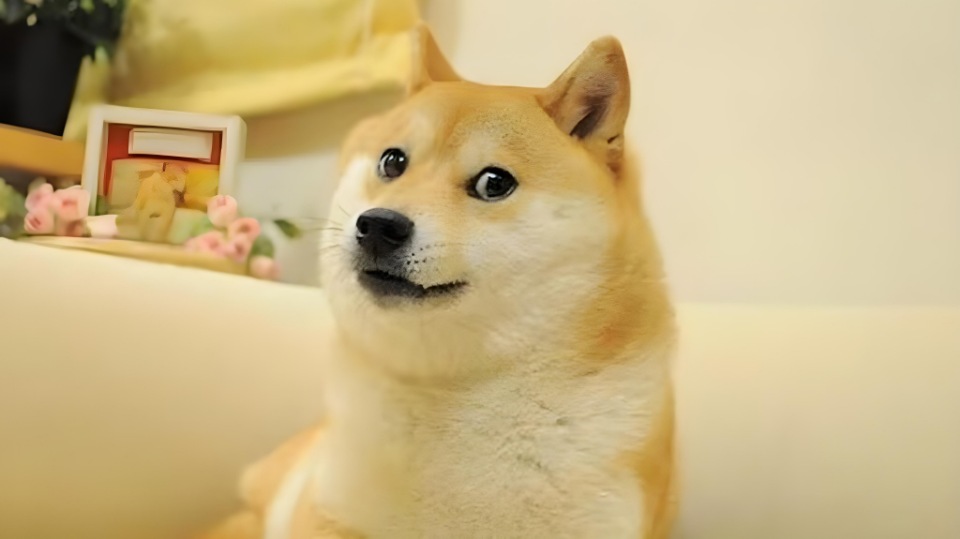 Kabosu, the Japanese Dog behind the Dog Meme, has unfortunately Passed Away